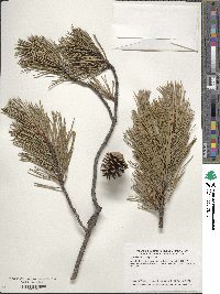 Pinus contorta image