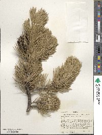 Pinus contorta image