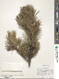 Pinus contorta var. latifolia image