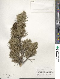 Pinus contorta var. latifolia image