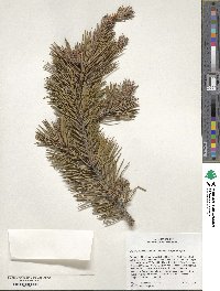 Pinus contorta image