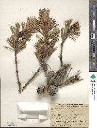 Pinus contorta var. latifolia image