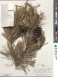 Pinus contorta image