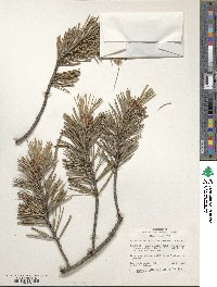 Pinus contorta var. murrayana image