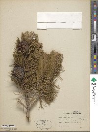 Pinus contorta var. murrayana image