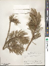 Pinus contorta var. murrayana image