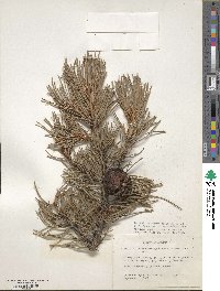 Pinus contorta var. murrayana image