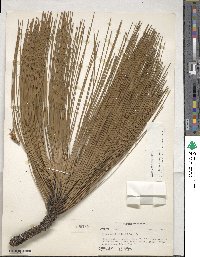 Pinus contorta image