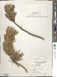 Pinus contorta var. murrayana image