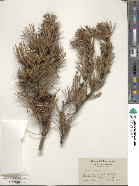 Pinus contorta var. murrayana image