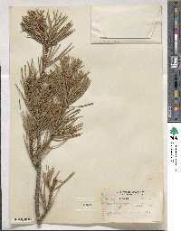 Pinus contorta var. murrayana image