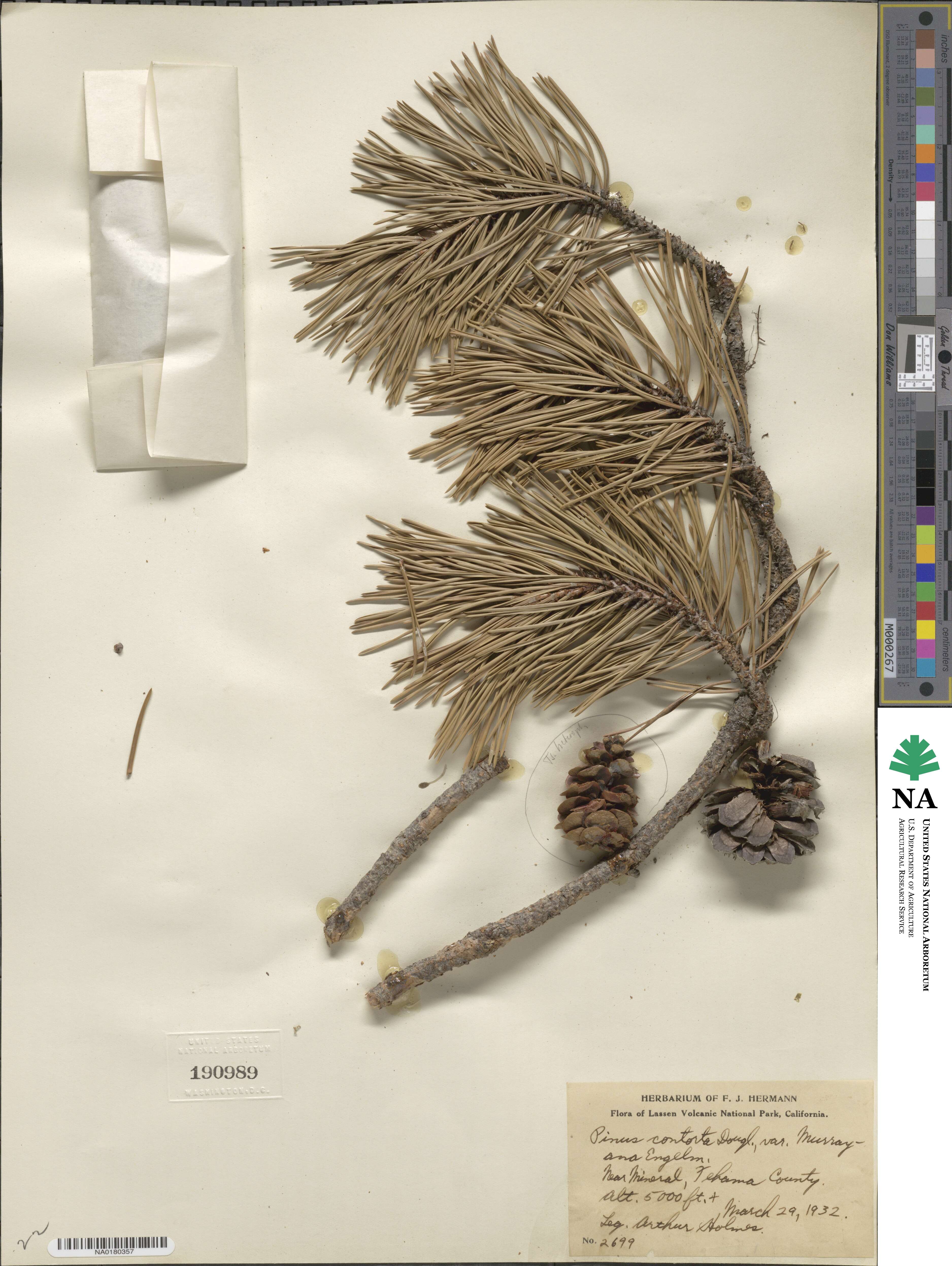 Pinus contorta var. murrayana image
