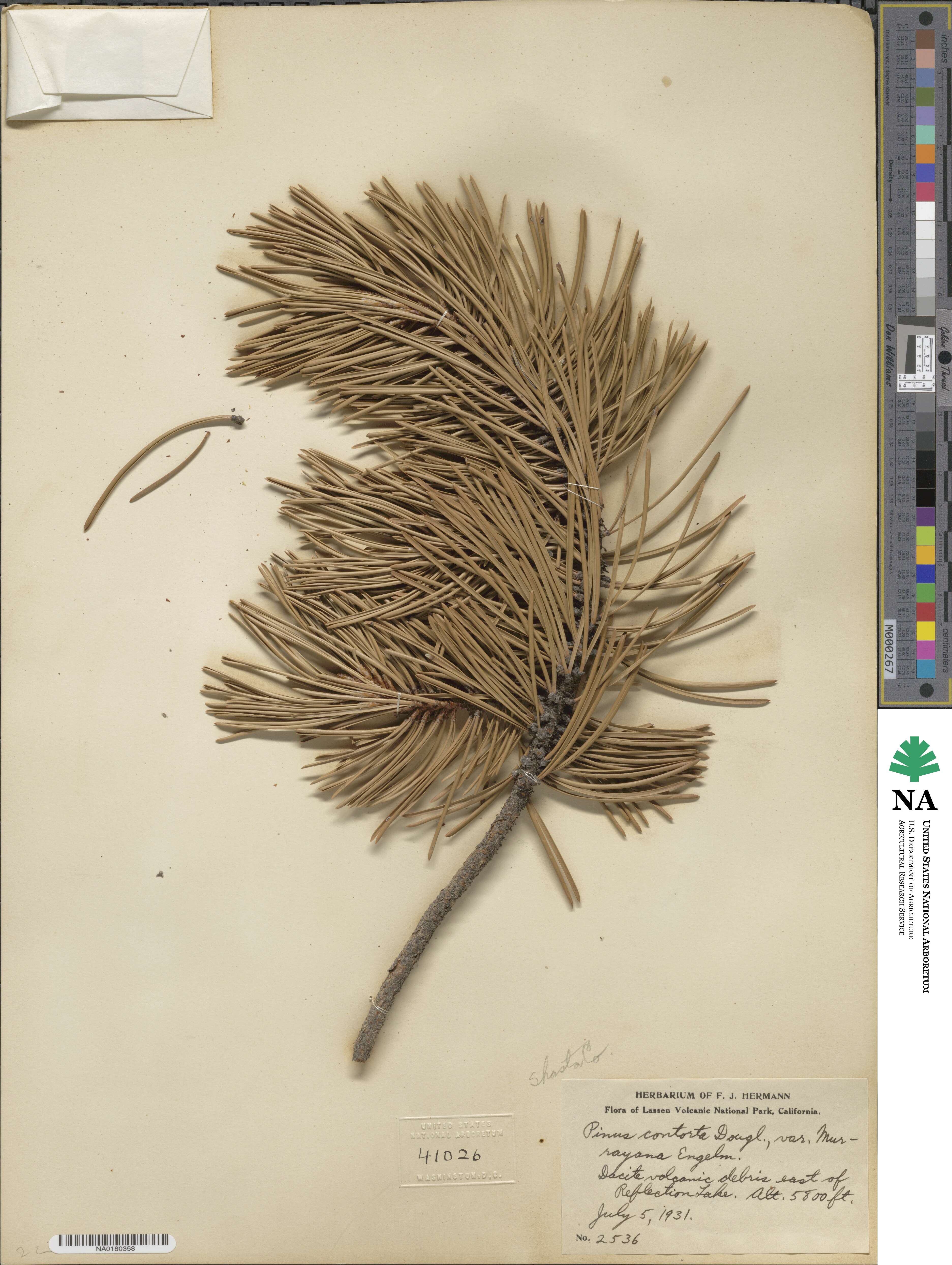 Pinus contorta var. murrayana image
