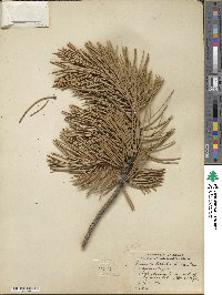 Pinus contorta var. murrayana image