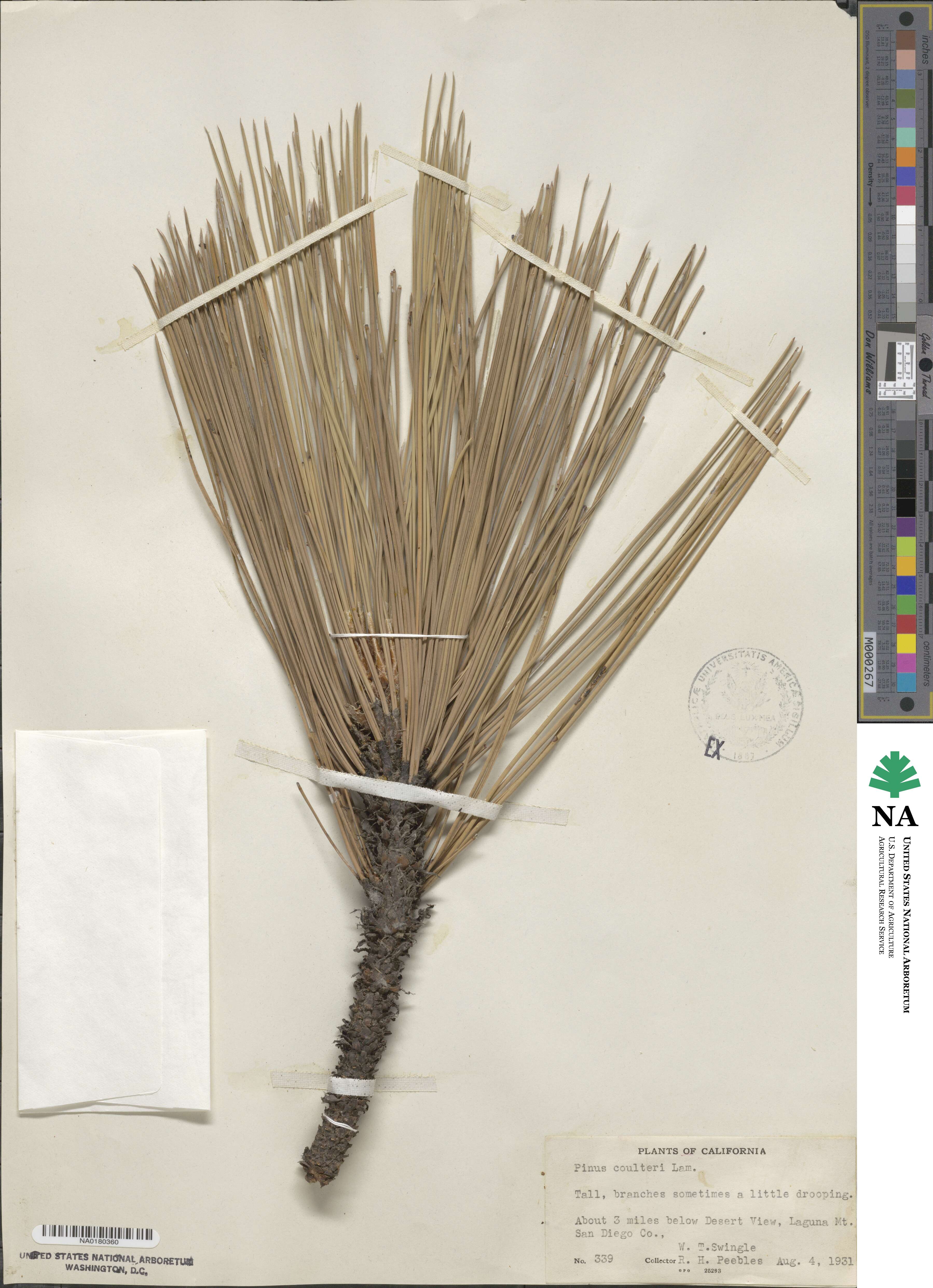 Pinus coulteri image