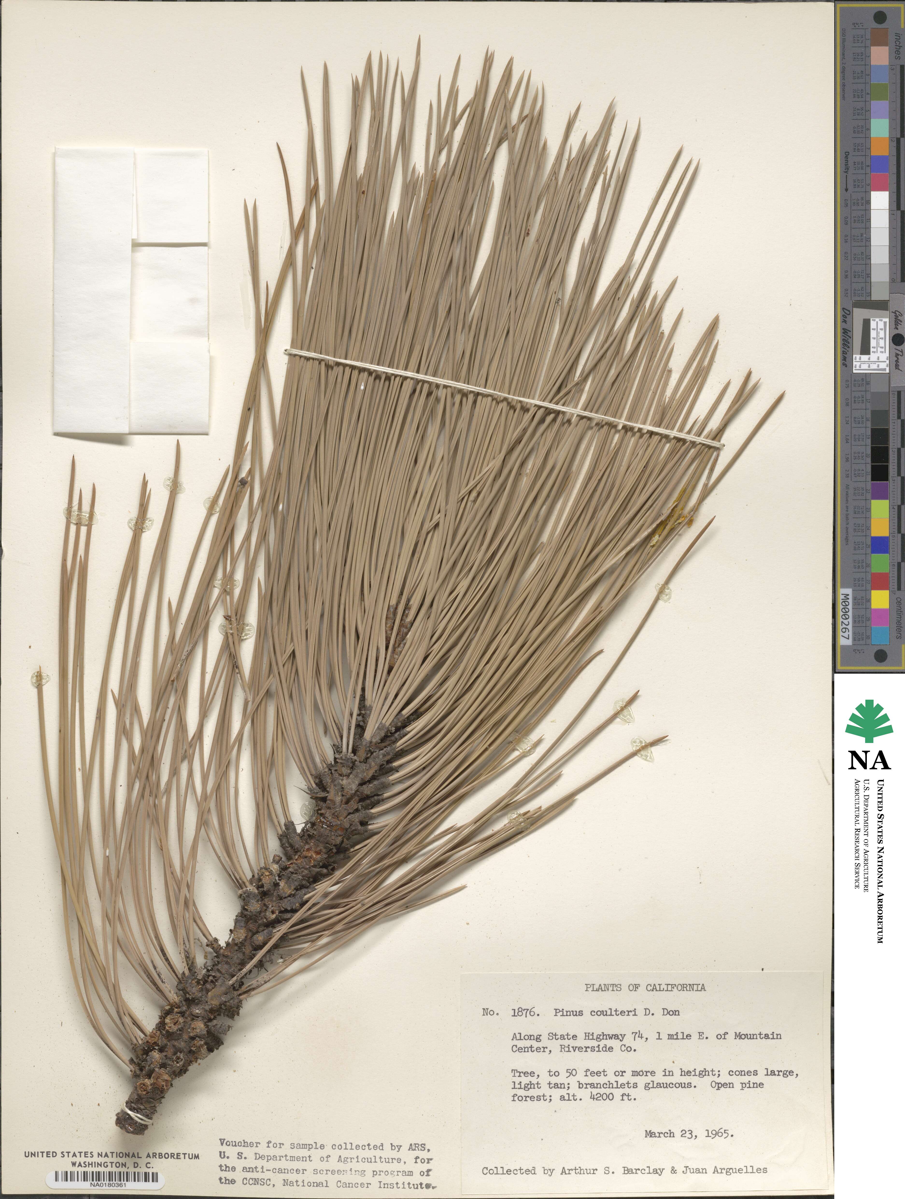 Pinus coulteri image