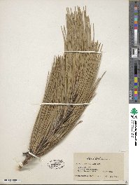 Pinus coulteri image