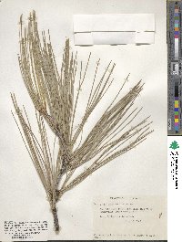 Pinus coulteri image