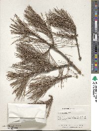 Pinus echinata image