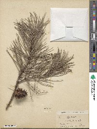 Pinus echinata image