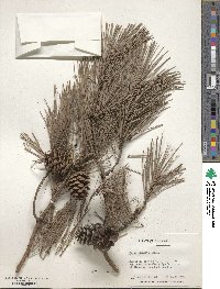 Pinus echinata image