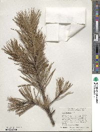 Pinus echinata image