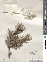 Pinus echinata image