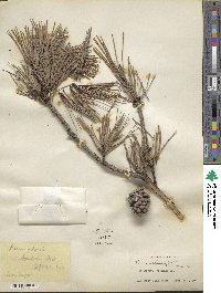 Pinus echinata image