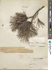 Pinus echinata image