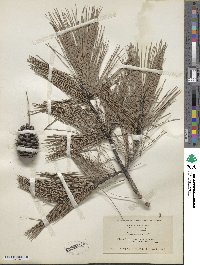 Pinus echinata image