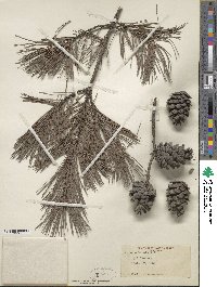 Pinus echinata image