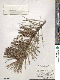 Pinus echinata image