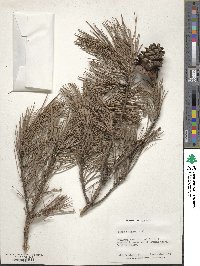 Pinus echinata image