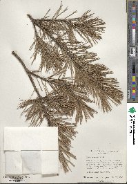 Pinus echinata image