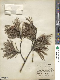 Pinus echinata image