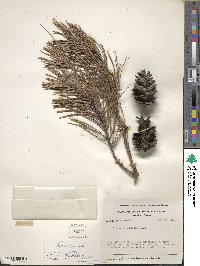 Pinus echinata image