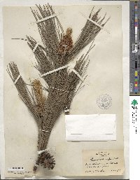 Pinus echinata image