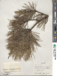 Pinus echinata image