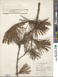 Pinus echinata image