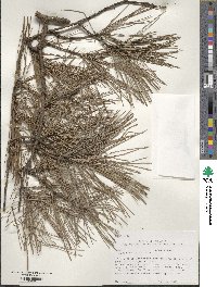 Pinus echinata image