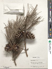 Pinus echinata image