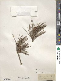 Pinus echinata image