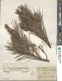 Pinus echinata image