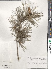 Pinus echinata image