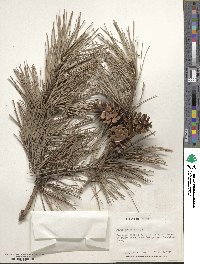 Pinus echinata image