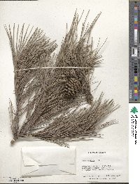 Pinus echinata image