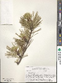 Pinus echinata image