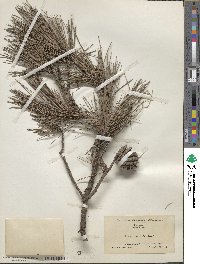 Pinus echinata image