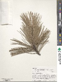 Pinus echinata image