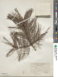 Pinus echinata image